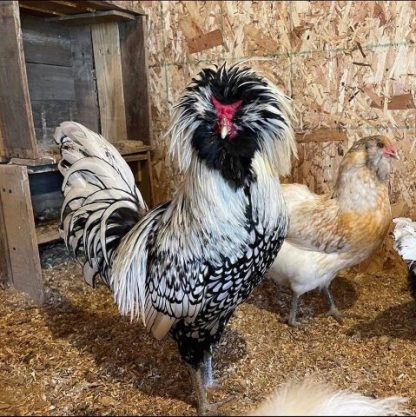 Silver laced polish Chicken