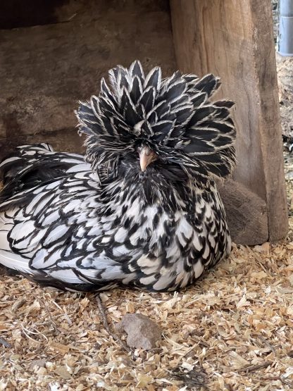 Silver laced polish Credit Charlotte Yarger