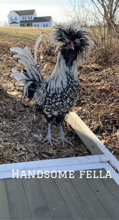 Silver Laced Polish Chicken