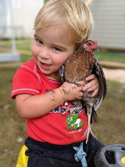 Spangled old english game bantam Credit Joelie Hagle