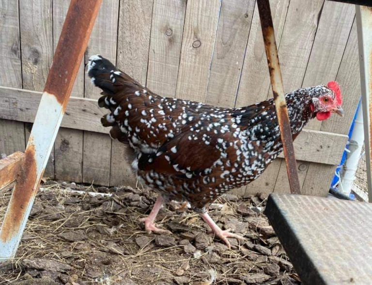 Speckled Sussex Chicken