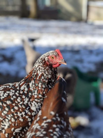 Speckled Sussex Chicken