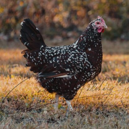 Speckled Sussex - Image 2