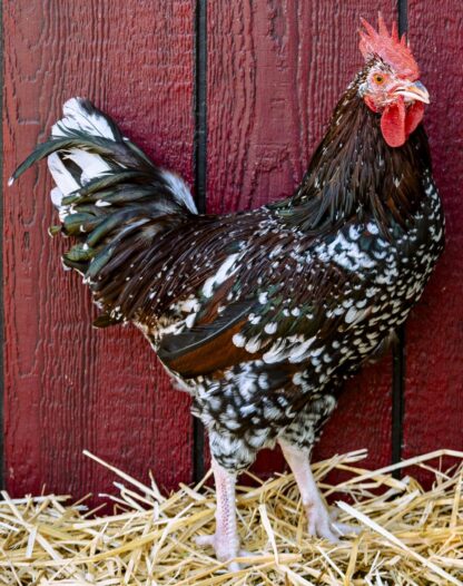 Speckled Sussex Rooster