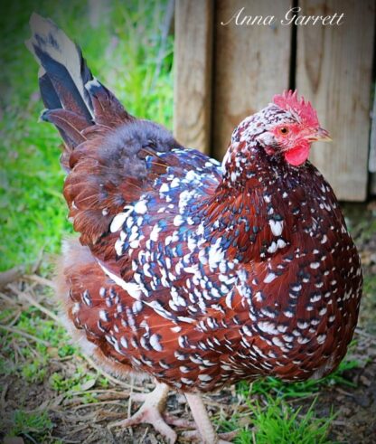 Speckled Sussex