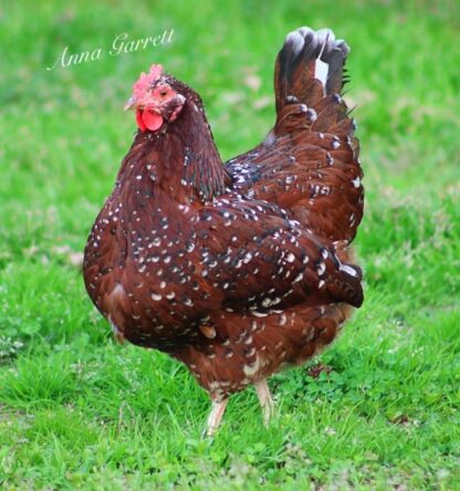 Speckled Sussex