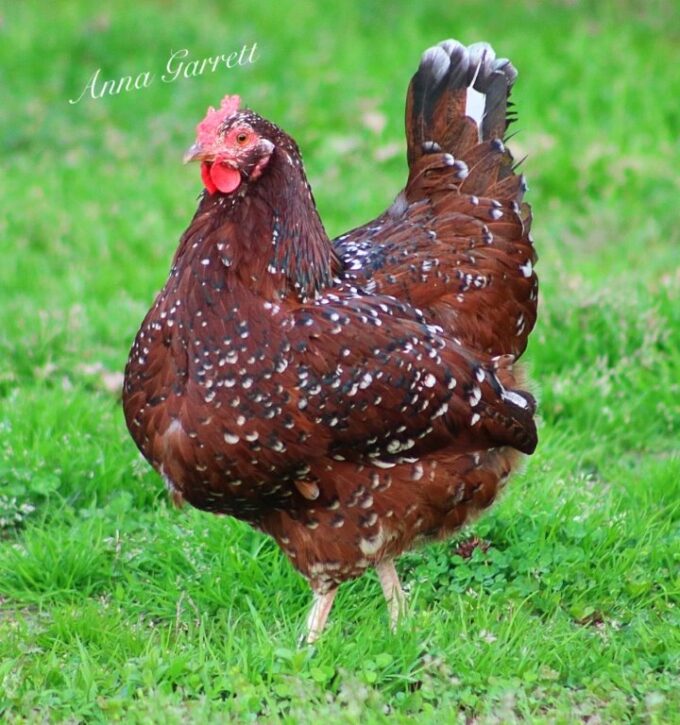 Speckled Sussex