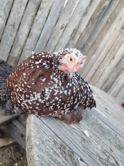 Speckled Sussex