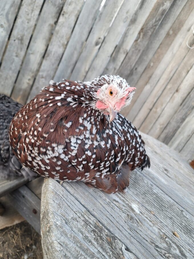 Speckled Sussex