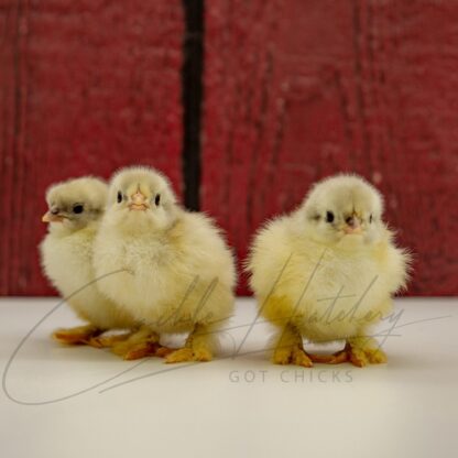 Splash Cochin Standard Chicken - Image 3