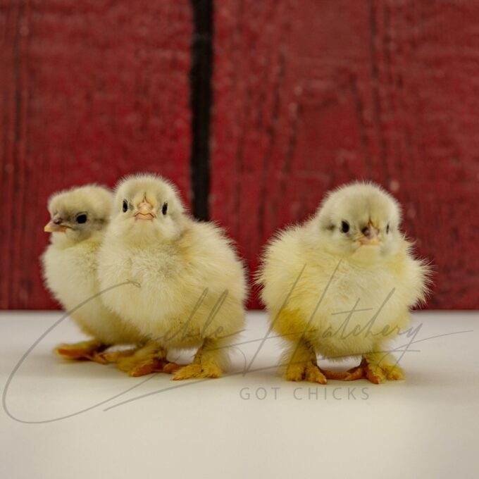 Splash Cochin Chicks