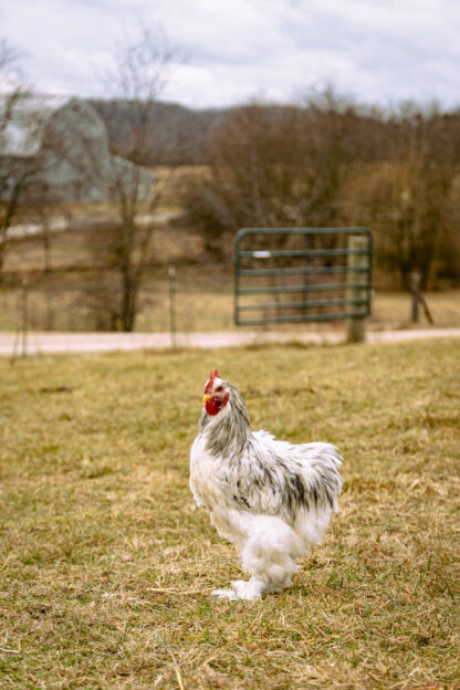 Splash Cochin Rooster