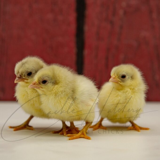 Splash Old English Game Bantam Chicks