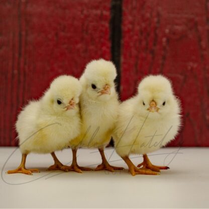 Splash Polish Chicken - Image 3