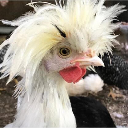 Splash Polish Chicken