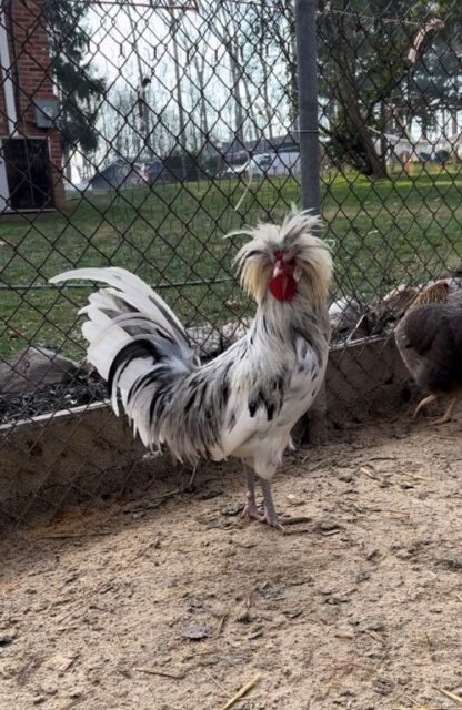 Splash Polish Chicken