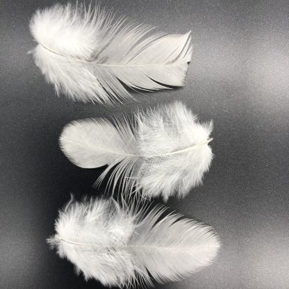 Splash Rosecomb Bantam feathers