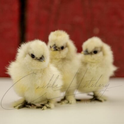 Splash Silkie Bantam - Image 3