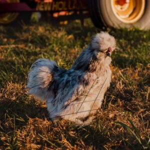 Splash Silkie Bantam