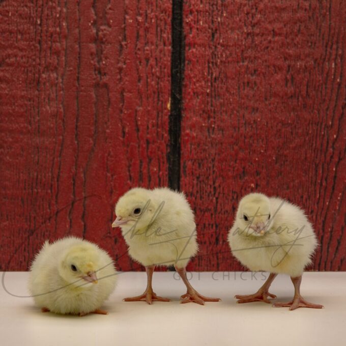 Blue Slate Turkey - Image 4