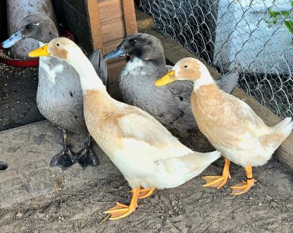 Surplus Rare Ducks