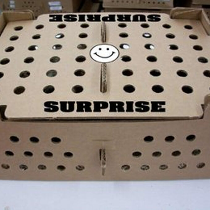 Hatchery Surprise