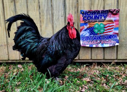 Black Australorp Chicken