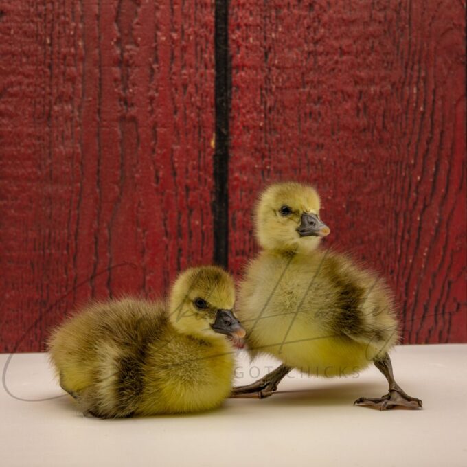 Toulouse Geese - Image 3