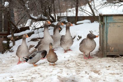 Toulouse Geese