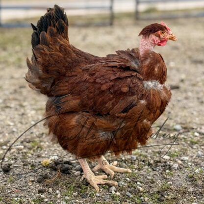 Turken "Naked Neck" Chicken