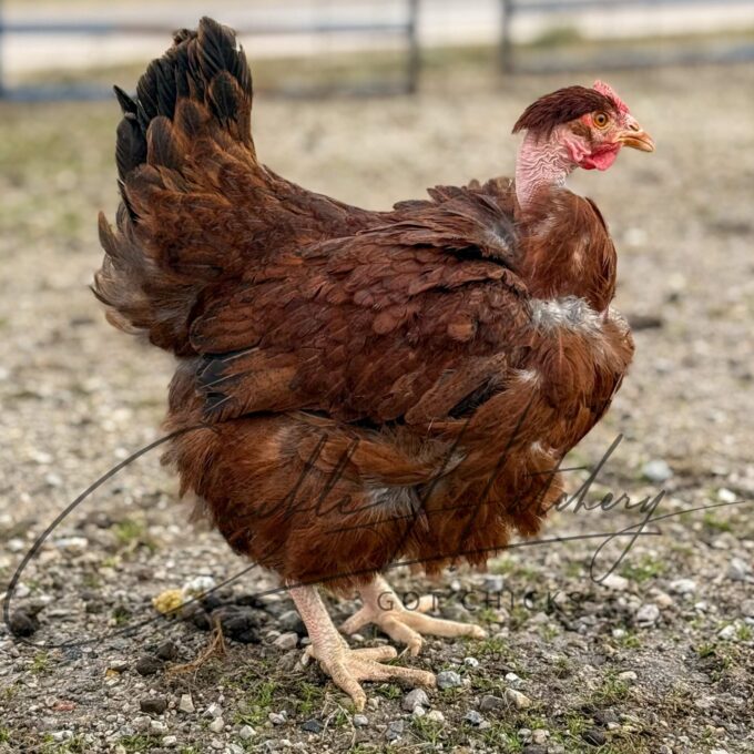 Turken "Naked Neck" Chicken