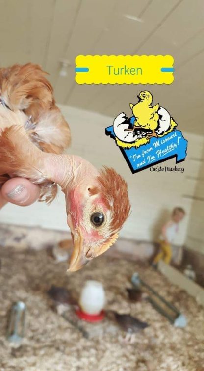 Turken Naked Neck Chicken