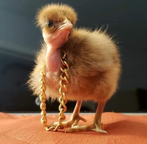 Turken "Naked Neck" Chicks for Sale | Cackle Hatchery®