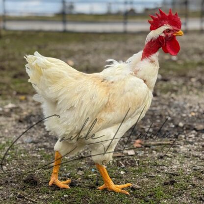 Turken "Naked Neck" Chicken