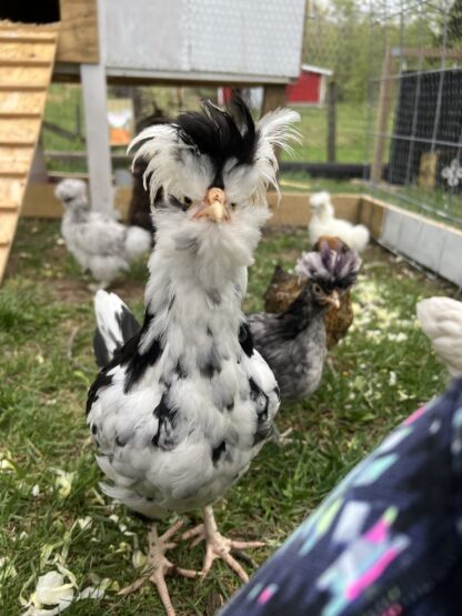 Mottled Houdan Chicken