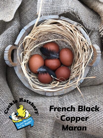 French Black Copper Marans