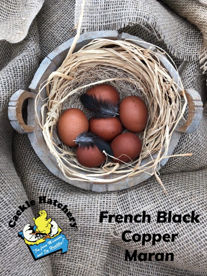 French Black Copper Marans Eggs