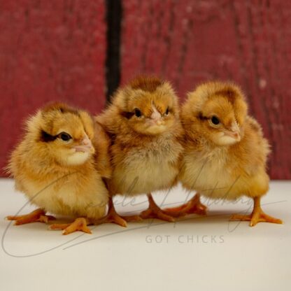 Welsummer Chicken - Image 3