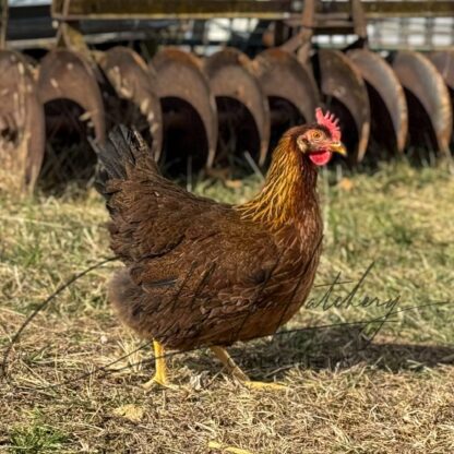 Welsummer Chicken