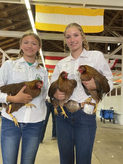 Welsummer Chicken