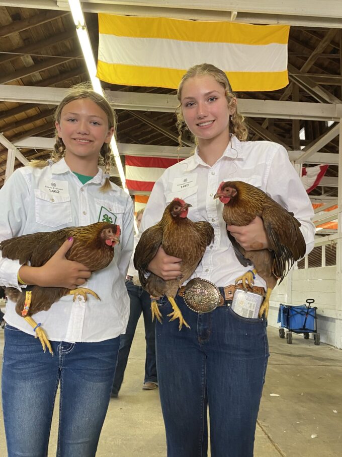 Welsummer Chicken
