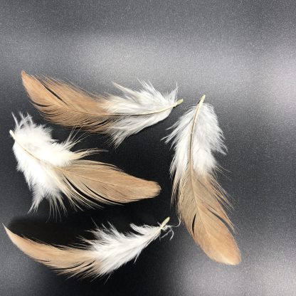Wheaten Aseel feathers