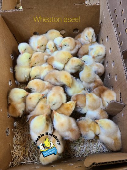 Wheaten Aseels Chicks