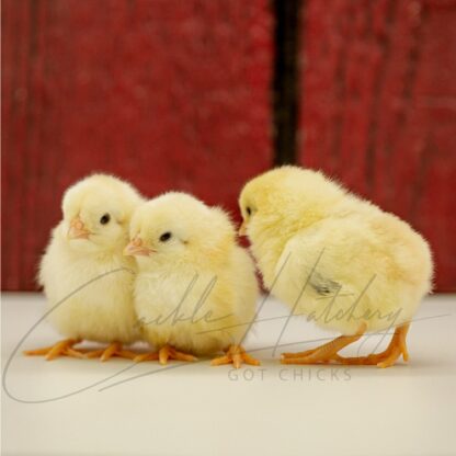 Wheaten Cubalaya Bantam - Image 3