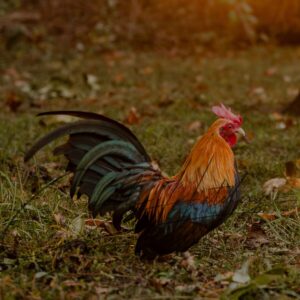 Wheaten Old English Game Bantam