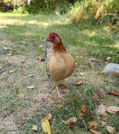 Wheaten Old English Bantam