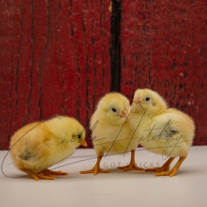 Wheaten Aseel - Image 3