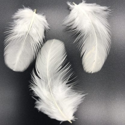 White Chantecler feathers