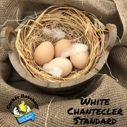 White Chantecler Eggs