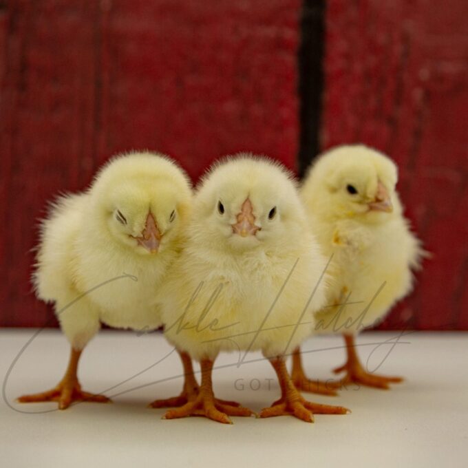 White Chantecler Chicks